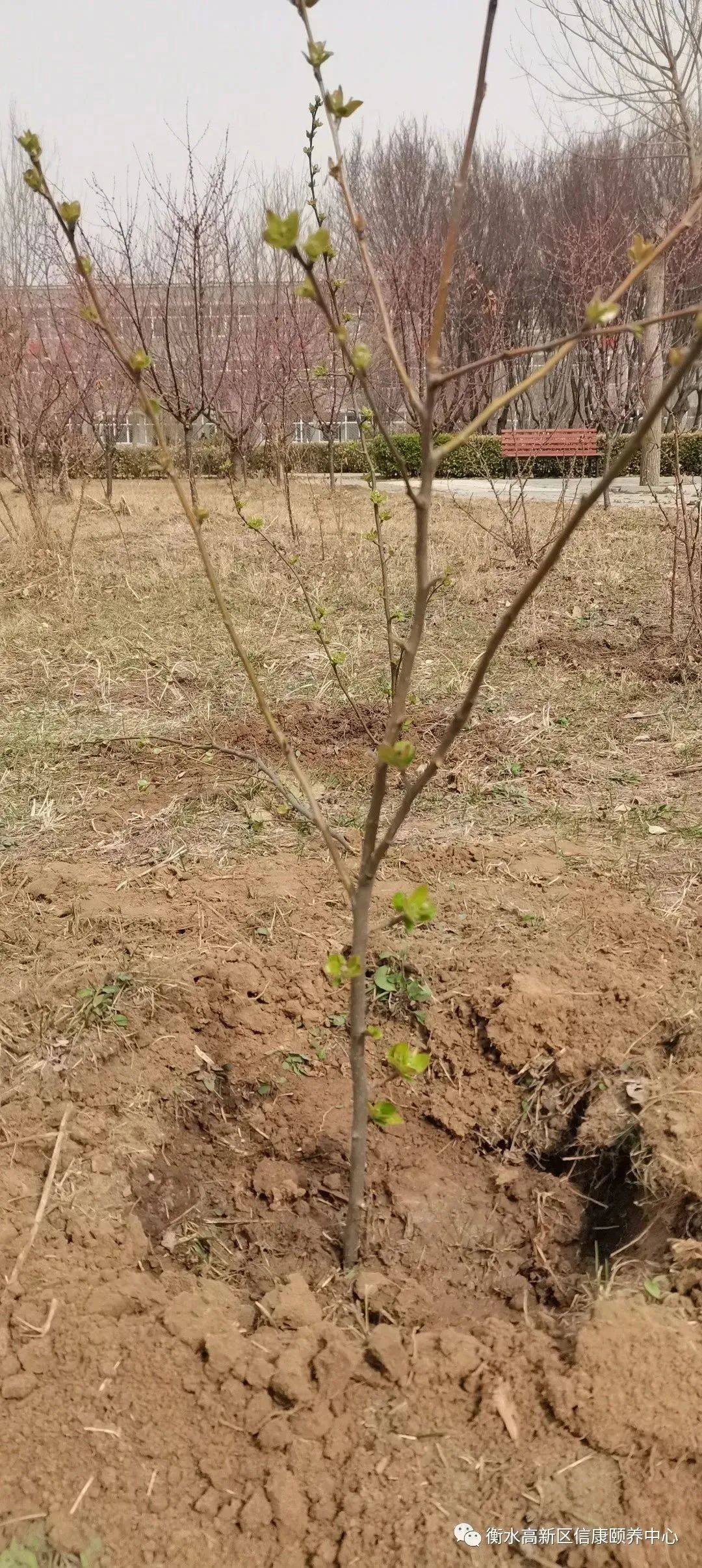 信康养老的植树节