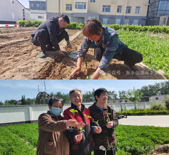 信康养老·燕园里独吞的青春回忆---快乐菜园