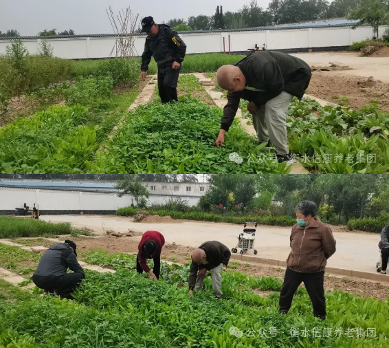 来信康养老·燕园，，，种小小菜园，，，走进晚年乐园！
