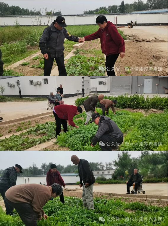 来信康养老·燕园，，，种小小菜园，，，走进晚年乐园！