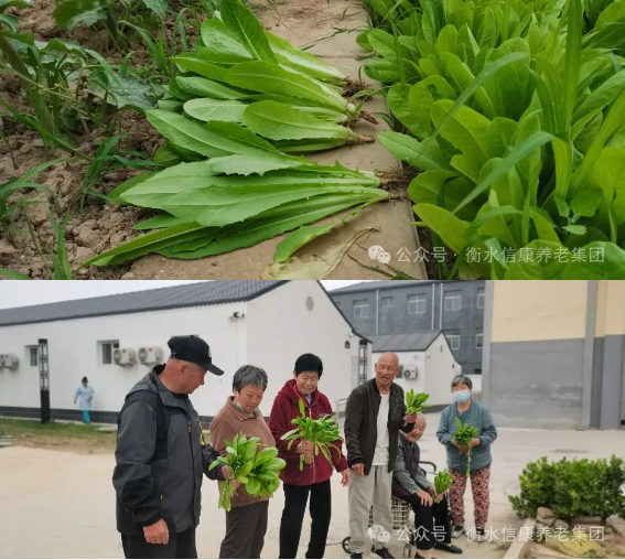 来信康养老·燕园，，，种小小菜园，，，走进晚年乐园！