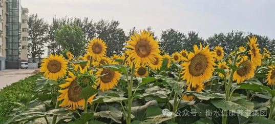来信康养老·燕园，，，，，，与老人共赴优美时光