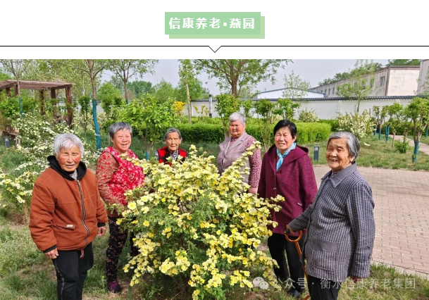 春日限制幸福指南：当苜蓿香遇上信康养老·燕园的温柔时光春日限制幸福指南 当苜蓿香遇上信康养老·燕园的温柔时光