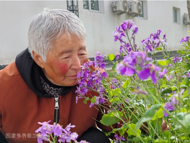 春日限制幸福指南：当苜蓿香遇上信康养老·燕园的温柔时光春日限制幸福指南 当苜蓿香遇上信康养老·燕园的温柔时光
