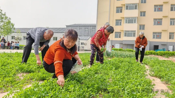 春日限制幸福指南：当苜蓿香遇上信康养老·燕园的温柔时光春日限制幸福指南 当苜蓿香遇上信康养老·燕园的温柔时光
