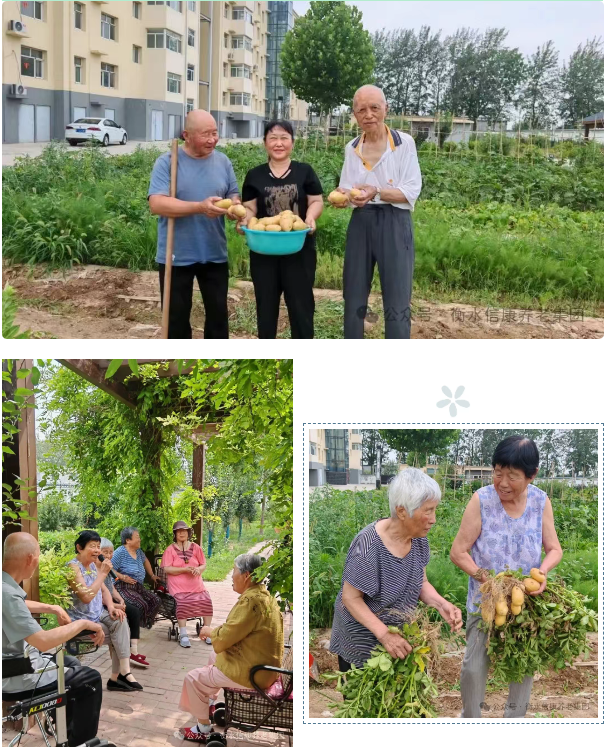 秋实满园，，乐享“丰”景---信康养老·燕园小菜园丰收季