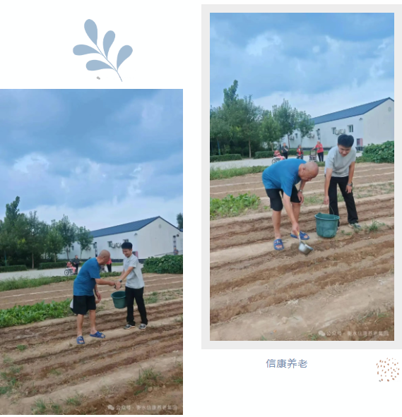 一锹土一瓢水/ 信康养老·燕园的秋播实录