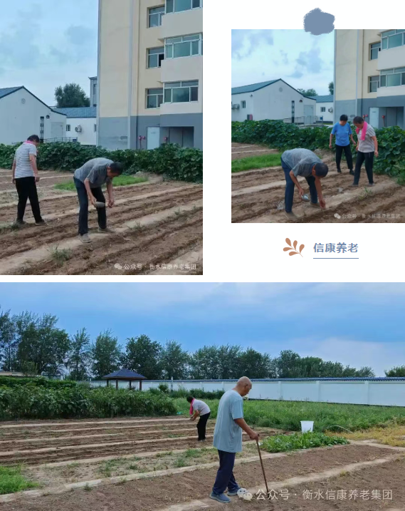 一锹土一瓢水/ 信康养老·燕园的秋播实录